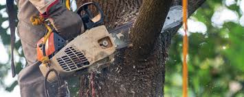 How Our Tree Care Process Works  in  Ashland, PA