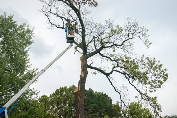 Ashland, PA Tree Removal Company